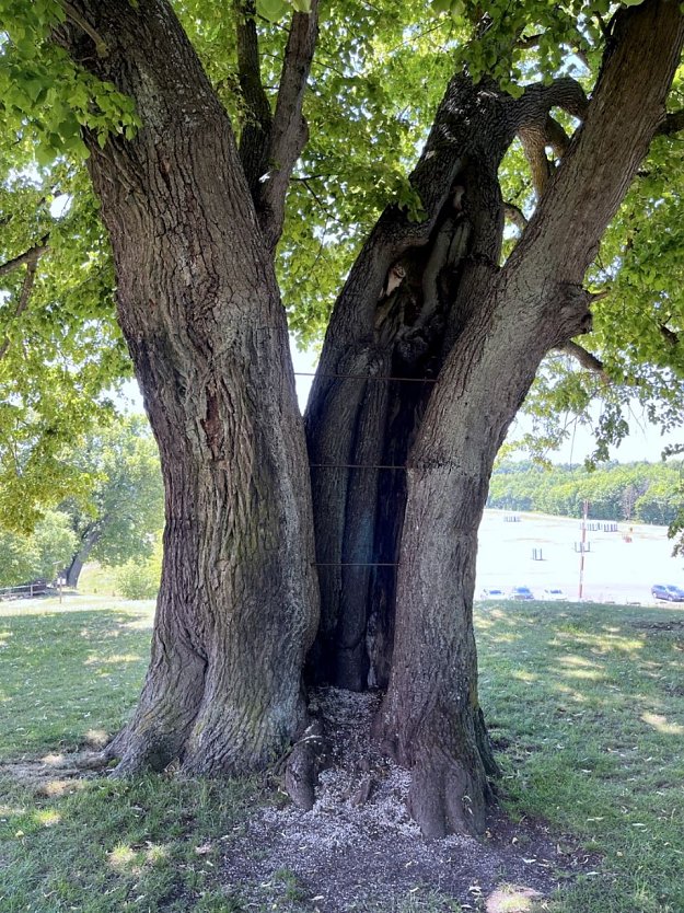 Am Baum, der direkt am Spielplatz unterhalb der Burg steht, kann man die Schäden besonders gut erkennen. Ohne die bereits eingezogenen Stahlverstrebungen wäre die Linde längst auseinandergebrochen. Auch am Gewächs ein paar Meter weiter sind schon massive Hohlräume zu sehen. (Foto: Stephan Gunkel)