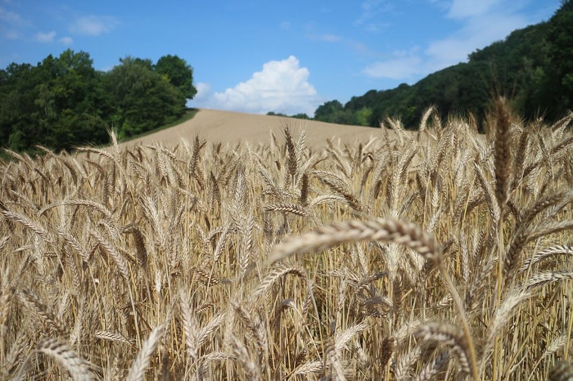 Wetterbild (Foto: agl)