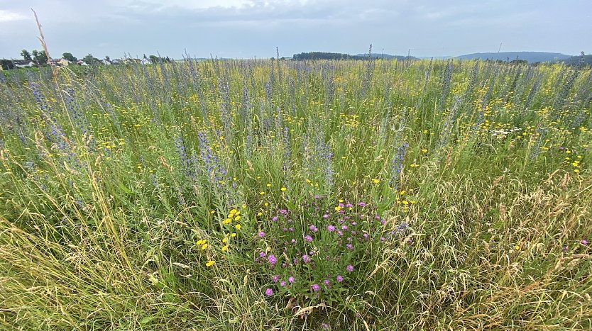 Sommerwiese (Foto: oas)