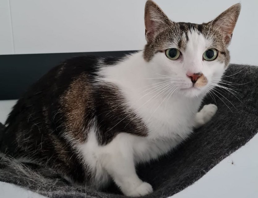 Hermes, der Kater (Foto: Tierheim Nordhausen)