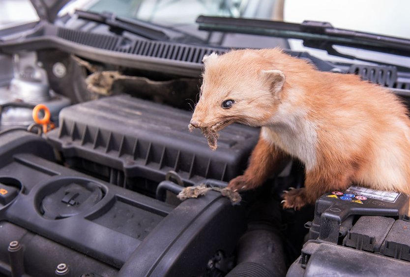 Immer wieder vergreifen sich Marder im Sommer an den Brems- oder Kühlwasserschläuchen ihres Autos. (Foto: HUK-COBURG )