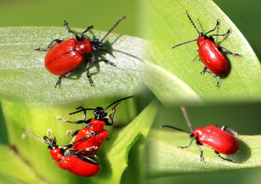 Lilienhähnchen (Foto: Joachim Retzek)