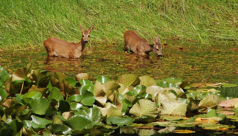 Rehe im Wasser (Foto: Andreas Knoll)