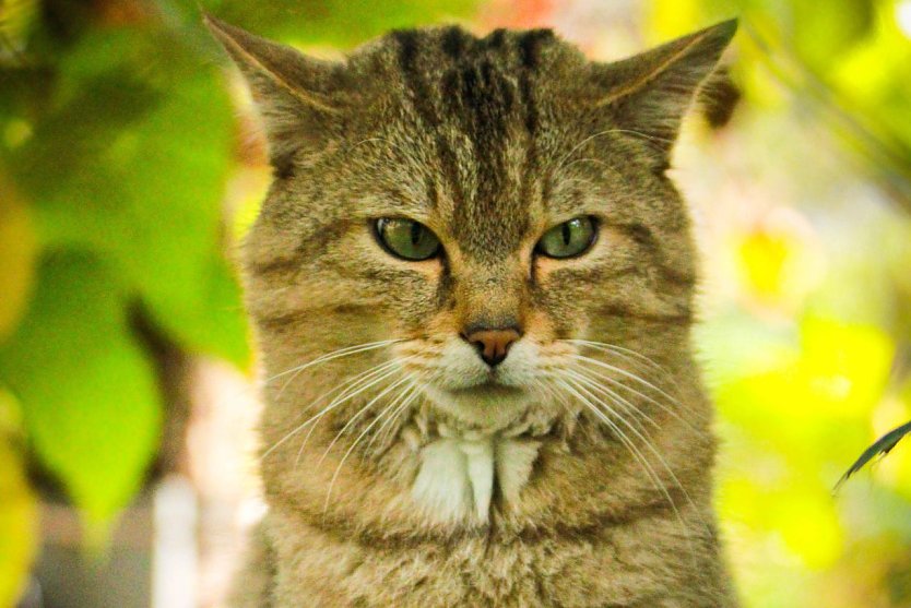 Wildkater Emil freut sich schon auf die Besucher (Foto: Mona Heyn)