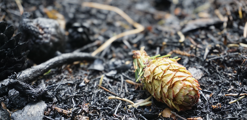 Der Klimawandel und seine vielfältigen Folgen lässt die Waldbrandgefahr im Freistaat steigen. Die ThüringenForst-AöR hat Vorsorge getroffen (Foto: Daniela Tröger)