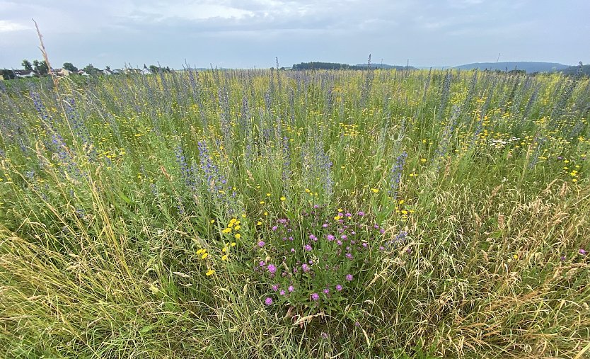 Sommerwiese (Foto: oas)