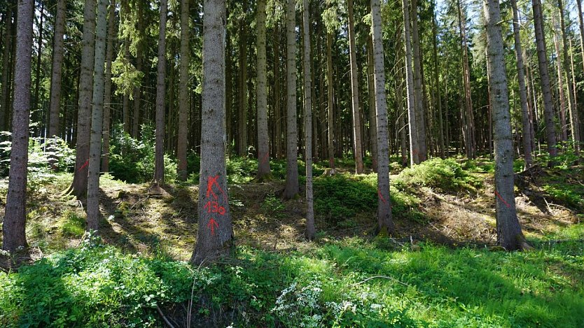 K  wie Käfer! Die roten Striche auf der Rinde zeigen die frisch vom Borkenkäfer befallenen Fichten an. Sie müssen umgehend eingeschlagen und aus dem Wald transportiert werden (Foto: ThüringenForst, Katharina Reffelt)