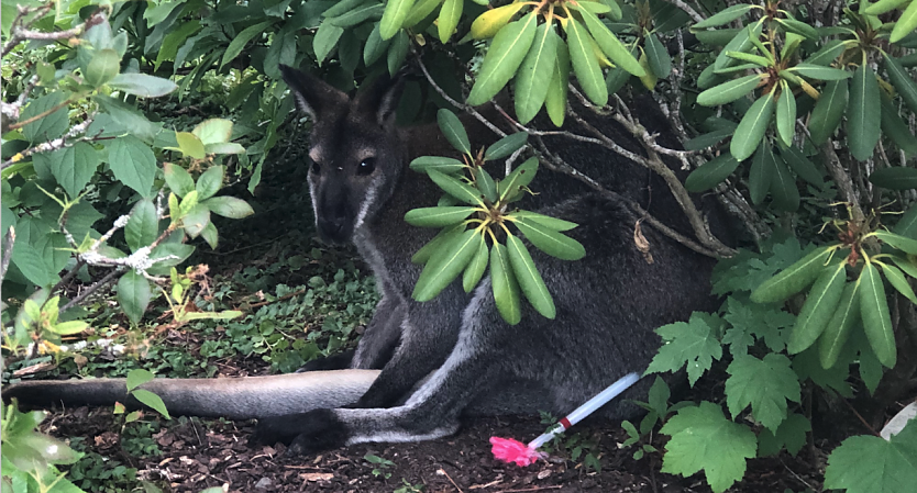 Der kleine Ausreißer Skippy konnte sicher in den Affenwald zurückgebracht werden (Foto: S. Dietzel)