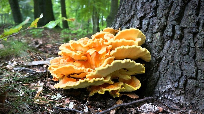 Der Gemeine Schwefelporling ist ein im Sommer wie Herbst zu erntender Speisepilz, der ein Wassergehalt bis 70 % aufweist - wenn die Temperaturen nicht zu hoch sind und genügend Niederschlag fällt (Foto: Daniela Tröger)