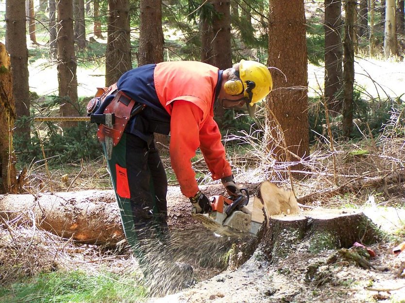 Vom Borkenkäfer befallene Fichten müssen aus Forstschutzgründen auch bei 32° C gefällt, entastet und in Verkaufssortimente geschnitten werden. Derzeit ein „heißer“ Job.  (Foto: ThüringenForst, Dr. Horst Sproßmann)