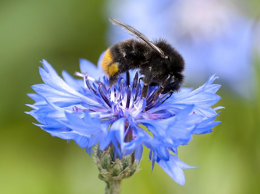 Die Steinhummel ist im Sommer schwer beschäftigt (Foto: Kathy Büscher/NABU)