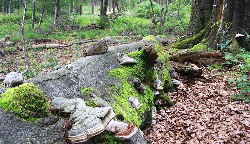 Mit stehendem und liegendem Totholz werden, neben vielen weiteren Maßnahmen, nachhaltig und naturnah bewirtschaftete Wälder ökologisch weiter aufgewertet. (Foto: Horst Sproßmann)