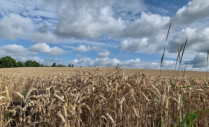 Noch müssen deutsche Bauern nicht vier Prozent ihrer Anbaufläche brach legen. (Foto: Eva Maria Wiegand)