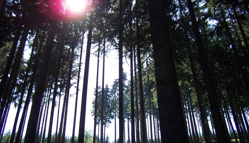 Wer Schutz vor dem Sonnenlicht im Wald sucht, ist auf dem richtigen Weg. Aber ein schattenspendendes Kronendach ist auch nur beschränkt ein UV-Filter.  (Foto: Dr. Horst Sproßmann)
