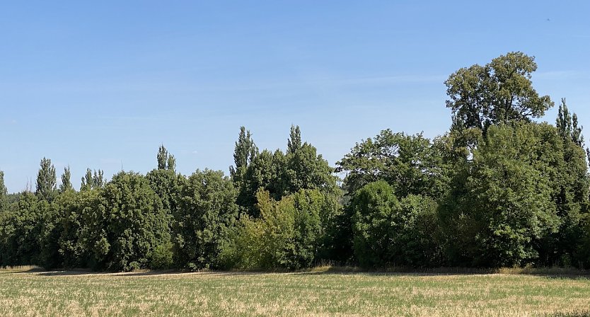 Sommerliche Landschaft (Foto: oas)