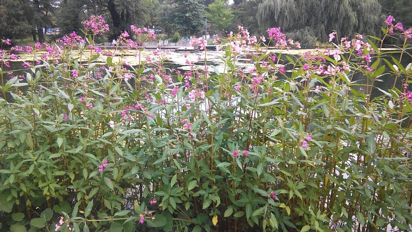 Blühende Blumen am Bachlauf und am Teich im Stadtpark sind Labsal für Hummeln und Bienen.  (Foto: Anton Adlerauge)
