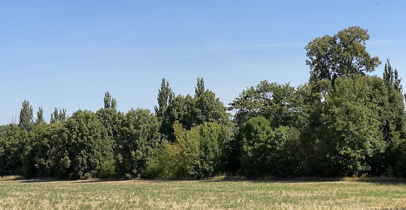 Es wird wieder trocken und warm (Foto: oas)