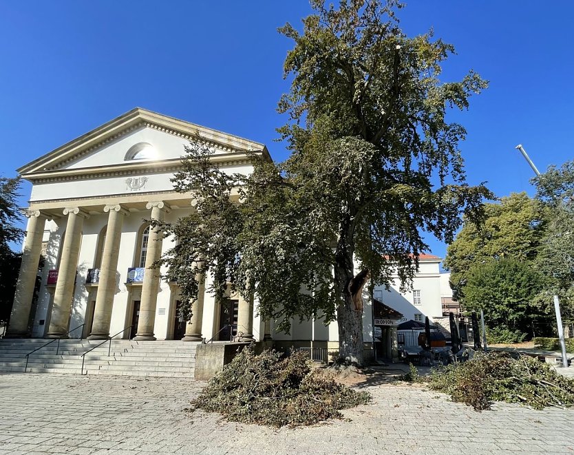 Der Rotbuche vor dem Theater wird man zu Leibe rücken müssen (Foto: Stadtverwaltung Nordhausen)