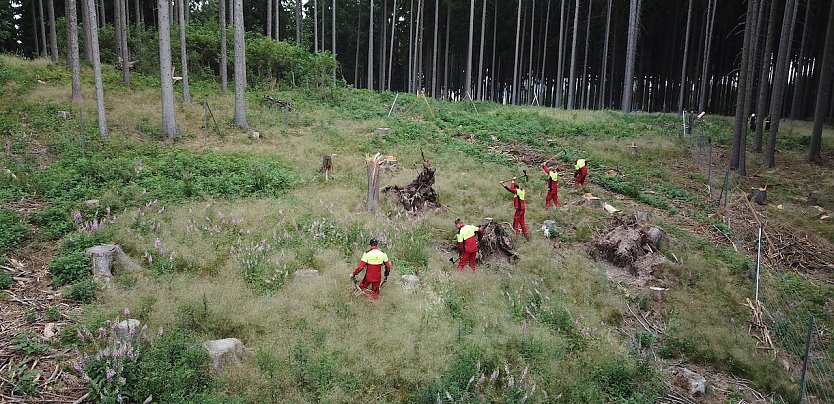 Junge Forstwirte bei der Anlage einer neuen Forstkultur. Die vitalen und wurzelstarken Laubbäumchen kommen aus der betriebseigenen Forstbaumschule und müssen sich jetzt im Waldboden bewähren  auch bei Trockenheit   (Foto: Ronald Stein)