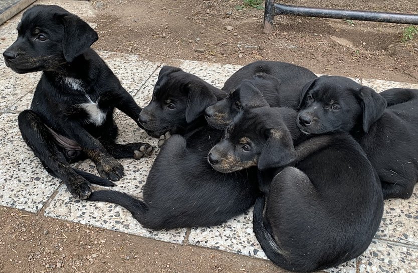 Hundewelpen (Foto: oas)