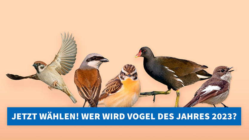 Im September wird wieder der Vogel des Jahres gesucht (Foto: NABU Thüringen)
