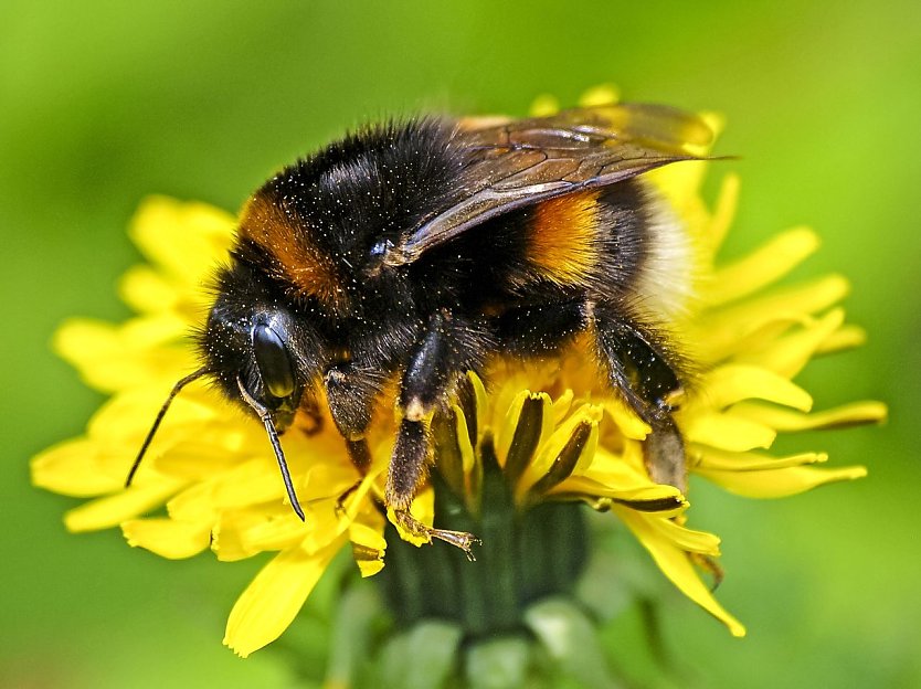 Das ist eine Erdhummel (Foto: Kathy Büscher NABU)