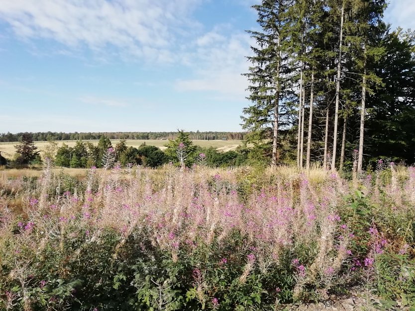 11 Grad und Sonnenschein - so zeigte sich das erste Septemberwochenende in Sophienhof (Foto: W. Jörgens)