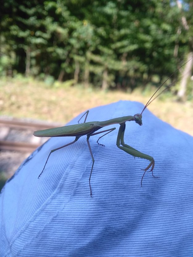 Ein Neuankömmling in unseren Breiten: die Gottesanbeterin (Foto: Steffen Liesegang)