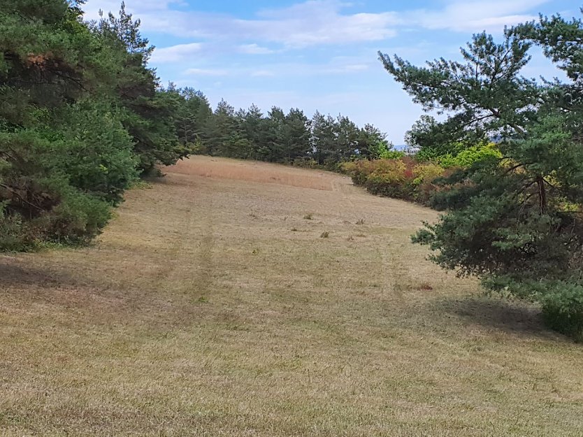 Mit knapp einem Hektar gehört die Wiese zu den größten Einzelflächen, die Mitglieder und Freunde des BUND-Kreisverbandes Nordhausen alljährlich pflegen. (Foto: Bodo Schwarzberg)