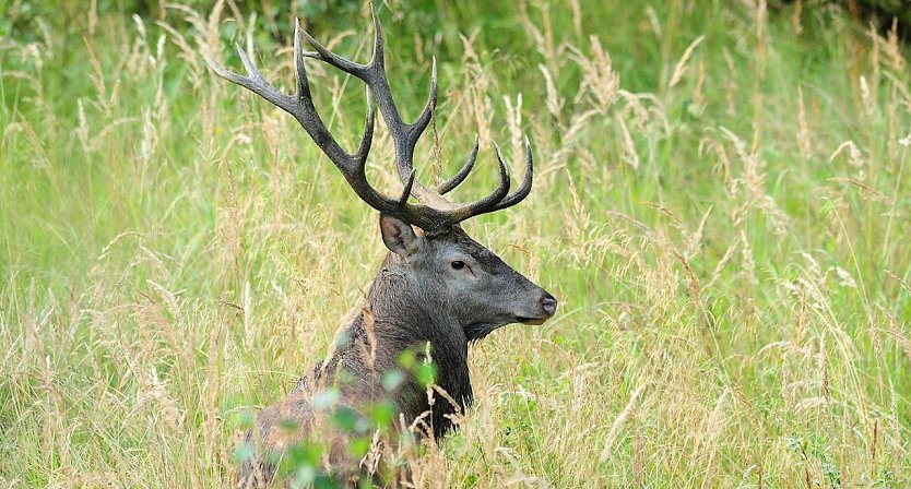 Der Rothirsch ist unzweifelhaft der „König des Waldes“  zum einen wegen der beeindruckenden Größe des Tieres, aber auch wegen des imposanten Geweihs (Foto: Andreas Knoll)