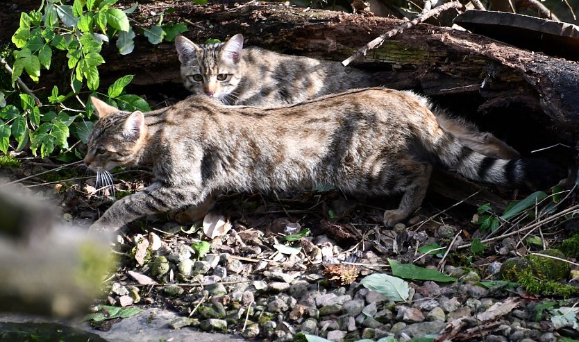 Junge Wildkatzen (Foto: Bärbel Baway)