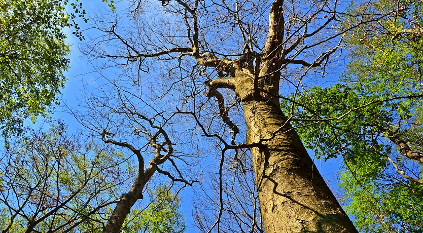Ausgetrocknete Bäume im Nationalpark (Foto: Cornelia Otto-Albers)