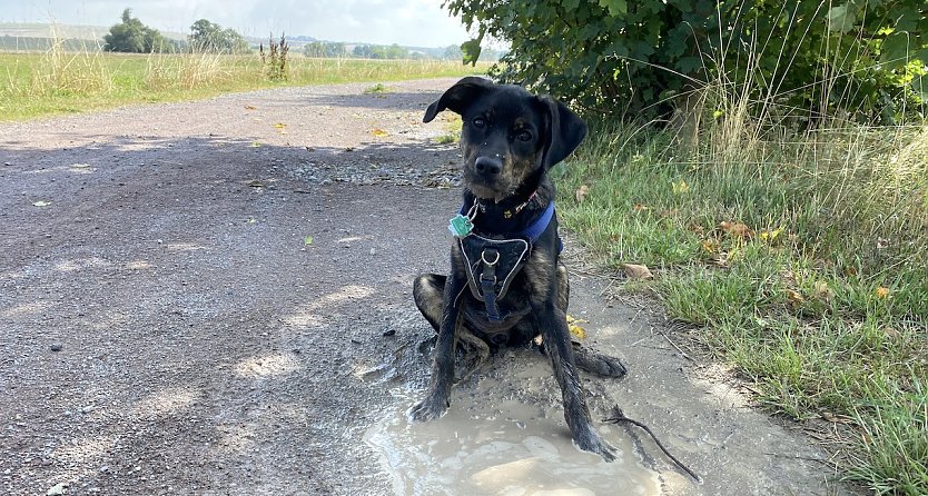 Hunde werden an der See teuer (Foto: oas)