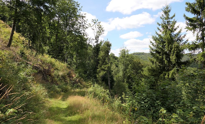 Mystischer Waldweg (Foto: A.Apel)