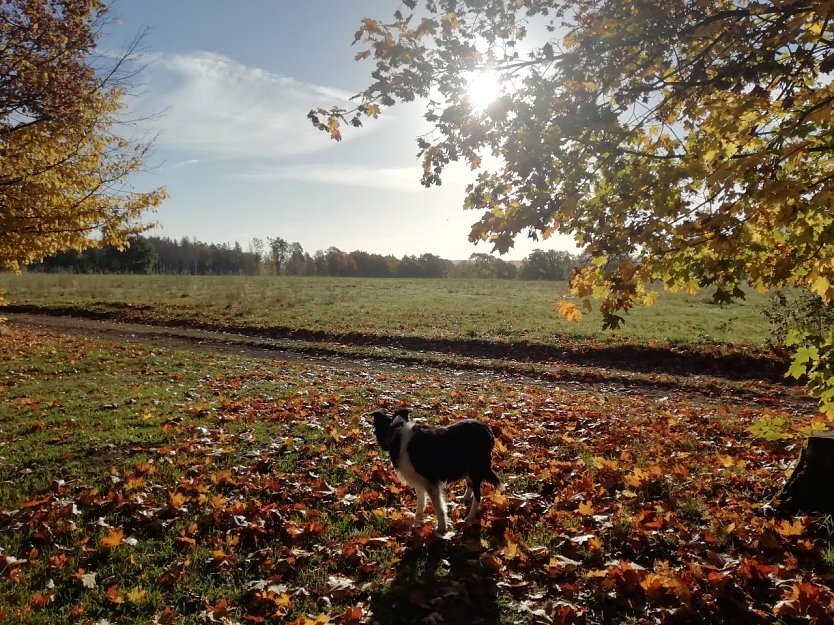 Der Herbst zeigte sich in Sophienhof heute wieder von seiner schönsten Seite (Foto: W. Jörgens)