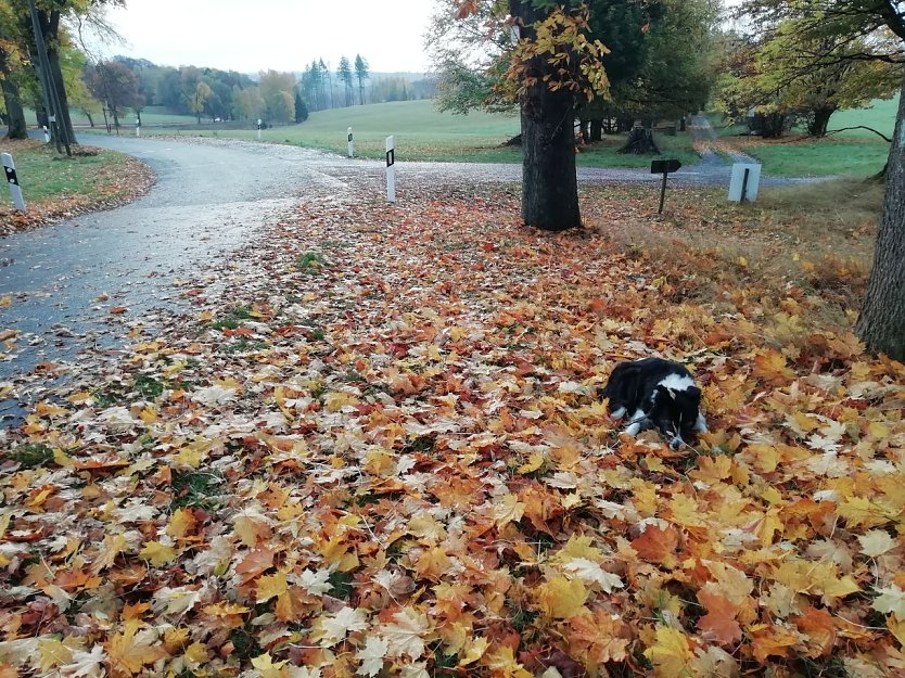 Herbstimpressionen aus Sophienhof (Foto: W. Jörgens)