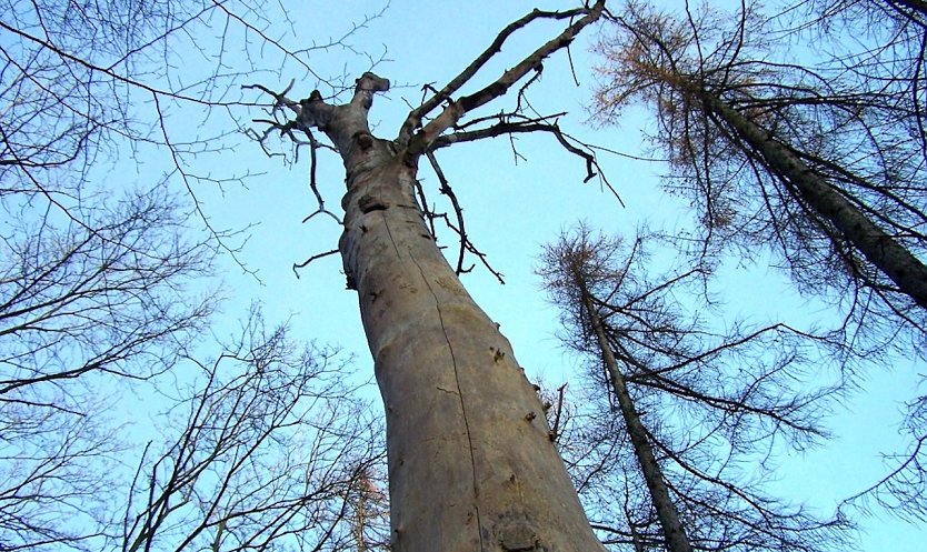 Stehendes Totholz kann für Waldbesuchende eine Gefahr darstellen  etwa durch herabbrechende Äste (Foto: ThüingenForst)