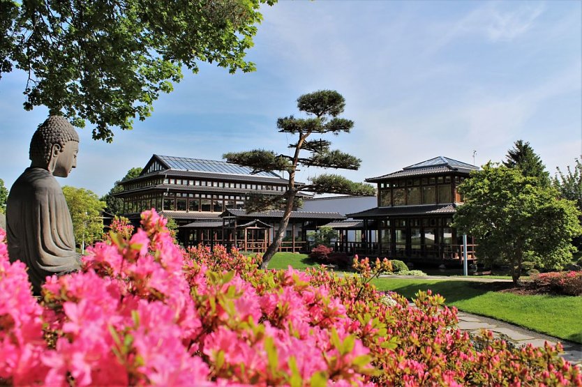 Die Azaleen im Japanischen Garten sind ein farbeprächtiger Hingucker. (Foto: KTL Kur und Tourismus Bad Langensalza)