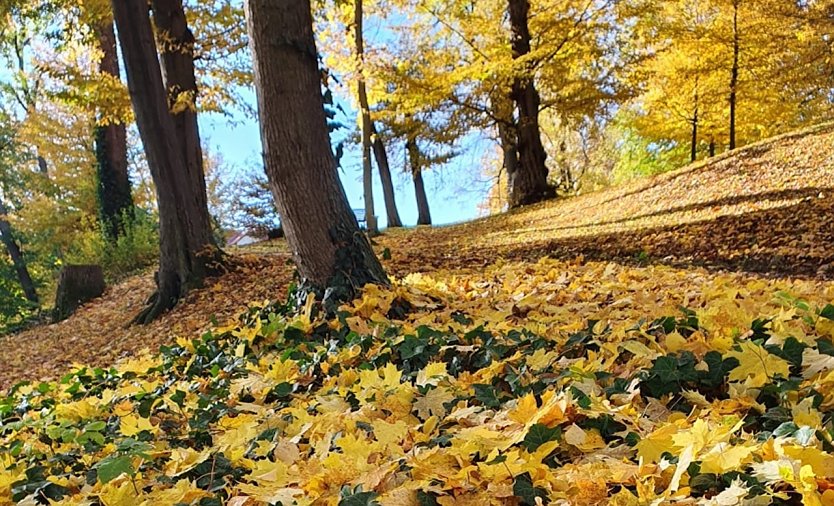 Herbstlaub im Schlosspark Ebeleben (Foto: Bärbel Angermann)