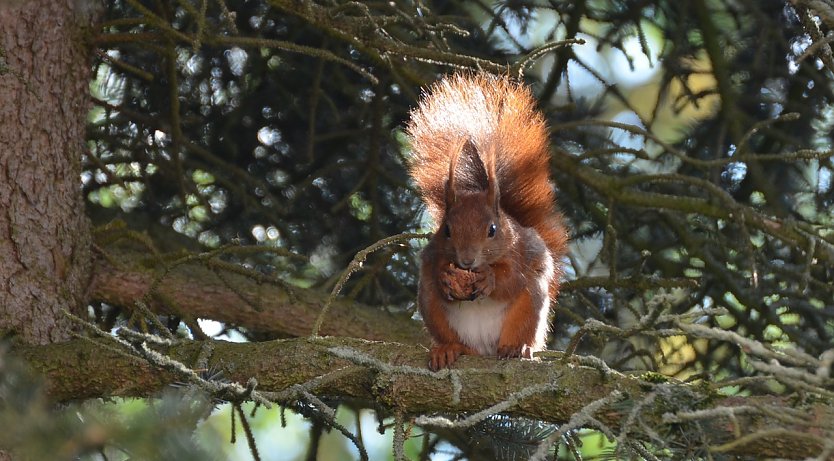 Hält Winterruhe und nimmt in dieser Zeit alle zwei bis drei Tage seine versteckte Nahrung auf: Das Eichhörnchen, ein typischen Waldtier   (Foto: Ralf Sikorski)