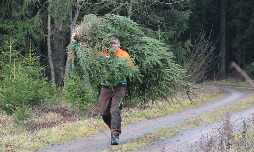 Mit Blick nach vorne: Wer an den Klimaschutz denkt, kauft einen Weihnachtsbaum regionaler Herkunft (Foto: Dr. Horst Sproßmann)