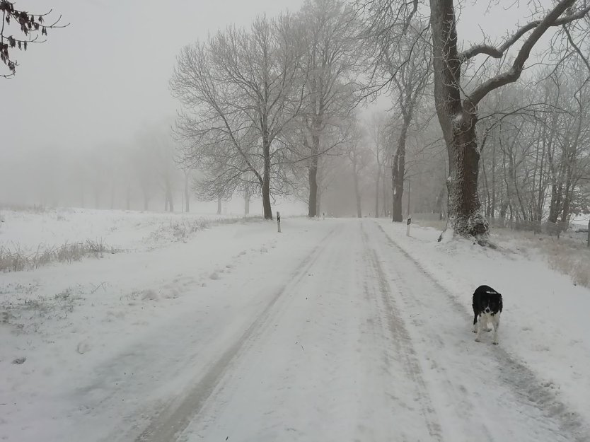 Ungemütlich aber gut mit Schnee bedeckt präsentierte sich heute morgen auch Sophienhof (Foto: W. Jörgens)