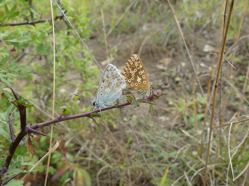 Schmetterlinge auf verbuschten Halbtrockenrasen bei Bliederstedt (Foto: LPV)