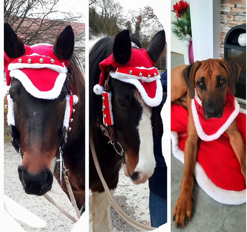 Hund Asani und die Pferde Jonjoe und Cheyenne der Familie Höxtermann, feierlich geschmückt für den Sondershäuser Weihnachtsmarkt (Foto: Ronald und Marina Höxtermann)