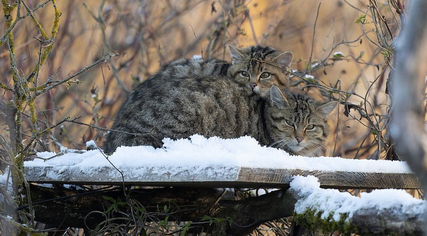Neue Wildkatzen in Hütscheroda (Foto: Ingo Kuehl)
