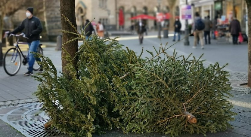 Je nach Region holen kommunale Entsorgungsbetriebe den ausgedienten Weihnachtsbaum an bestimmten Tagen ab oder sie weisen Sammelstellen aus. (Foto: KOLLAXO)