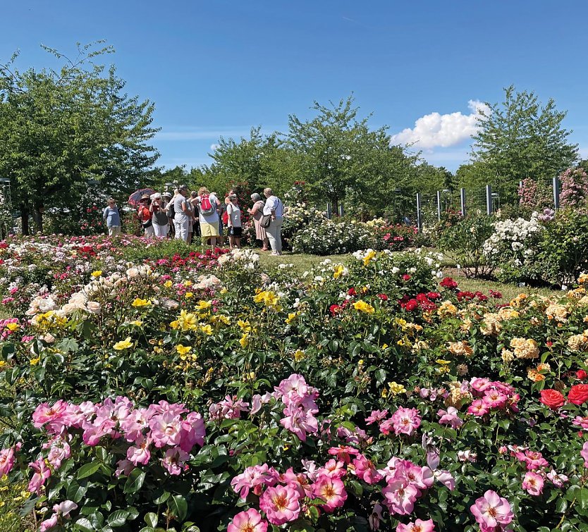 Blumenpracht im Rosarium (Foto: Europa-Rosarium )