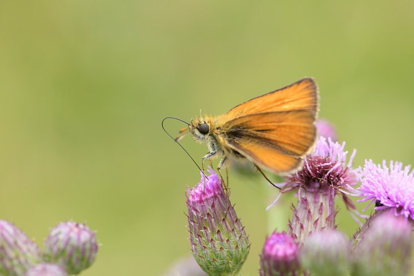 Thymelicus lineola - der schwarzkolbige Braun-Dickkopffalter (Foto: Thomas Stephan)