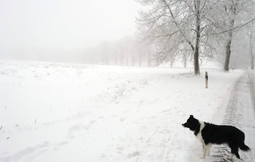 Sophienhof meldet heute Morgen -2 Grad, Nebel und leichten Wind  (Foto: W.Jörgens)