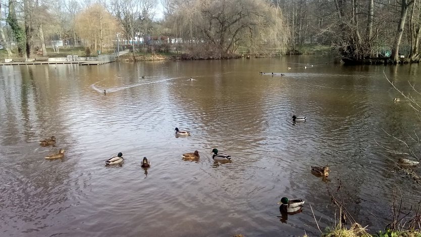 Gern verweilen Spaziergänger auch am großen Teich mit seinen Stockenten. Auch Bleßrallen und Teichhühnchen sind schon beobachtet worden. (Foto: Rosaline Frank)